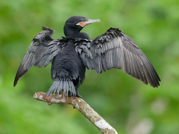 <h3><a href="/trips/costa-rica/biota/animalia/chordata/aves/016 suliformes/003 phalacrocoracidae/phalacrocorax brasilianus/phalacrocorax brasilianus-nl.html">Phalacrocorax&nbsp;brasilianus</a> / Neotropic&nbsp;cormorant / Bigua‑aalscholver</h3>OM-1 Mark II met M.300mm F4.0 + MC-14, 1/2000 sec  bij F5.6, ISO 10000, afstand 47.2&nbsp;m